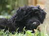 portuguese-water-dog puppies