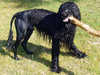 portuguese-water-dog results