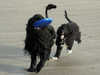 portuguese-water-dog clubs