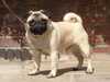 Pug