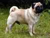 pug breeders