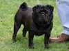 pug owners