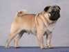 pug stud-dogs