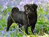 pug puppies