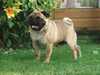 pug results