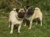 pug clubs