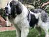 pyrenean mastiff