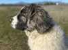 pyrenean-mastiff stud-dogs