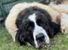 pyrenean-mastiff puppies