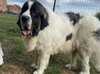 pyrenean-mastiff results