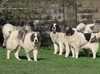 pyrenean-mastiff clubs