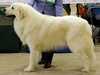 pyrenean mountain dog
