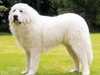 pyrenean-mountain-dog breeders
