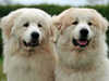 pyrenean-mountain-dog owners