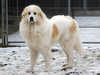 pyrenean-mountain-dog stud-dogs