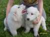pyrenean-mountain-dog puppies