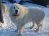 pyrenean-mountain-dog results