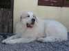 pyrenean-mountain-dog clubs