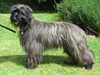 pyrenean sheepdog