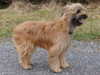 pyrenean-sheepdog breeders