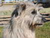pyrenean-sheepdog owners