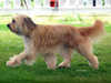 pyrenean-sheepdog stud-dogs