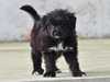 pyrenean-sheepdog puppies