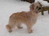 pyrenean-sheepdog results