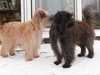 pyrenean-sheepdog clubs