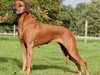 rhodesian ridgeback