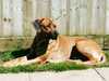 rhodesian-ridgeback breeders