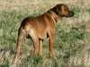 rhodesian-ridgeback owners