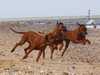 rhodesian-ridgeback stud-dogs
