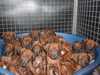 rhodesian-ridgeback puppies