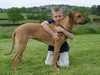 rhodesian-ridgeback results
