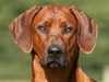 rhodesian-ridgeback clubs