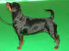 rottweiler breeders