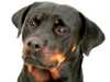 rottweiler owners