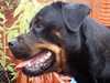 rottweiler stud-dogs