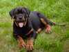 rottweiler puppies