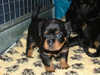 rottweiler results
