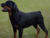 rottweiler clubs