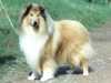 rough collie