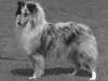 rough-collie breeders