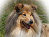 rough-collie owners
