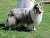 rough-collie stud-dogs