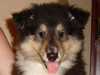 rough-collie puppies