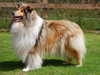 rough-collie results