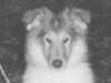 rough-collie clubs