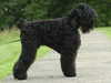 russian black terrier